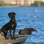 Black lab dog checking out the lake view from fishing boat on Lake Bemidji in Minnesota